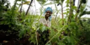 The Pearl of Organic: Why Uganda Remains a Pilot for Continental Success