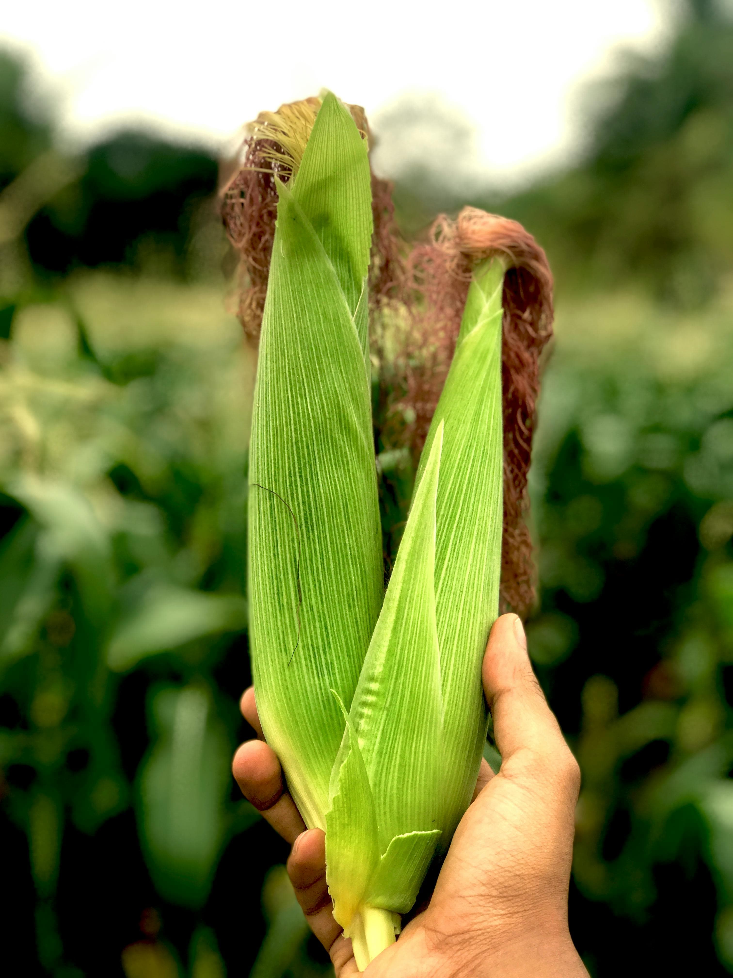 Community Harvesting