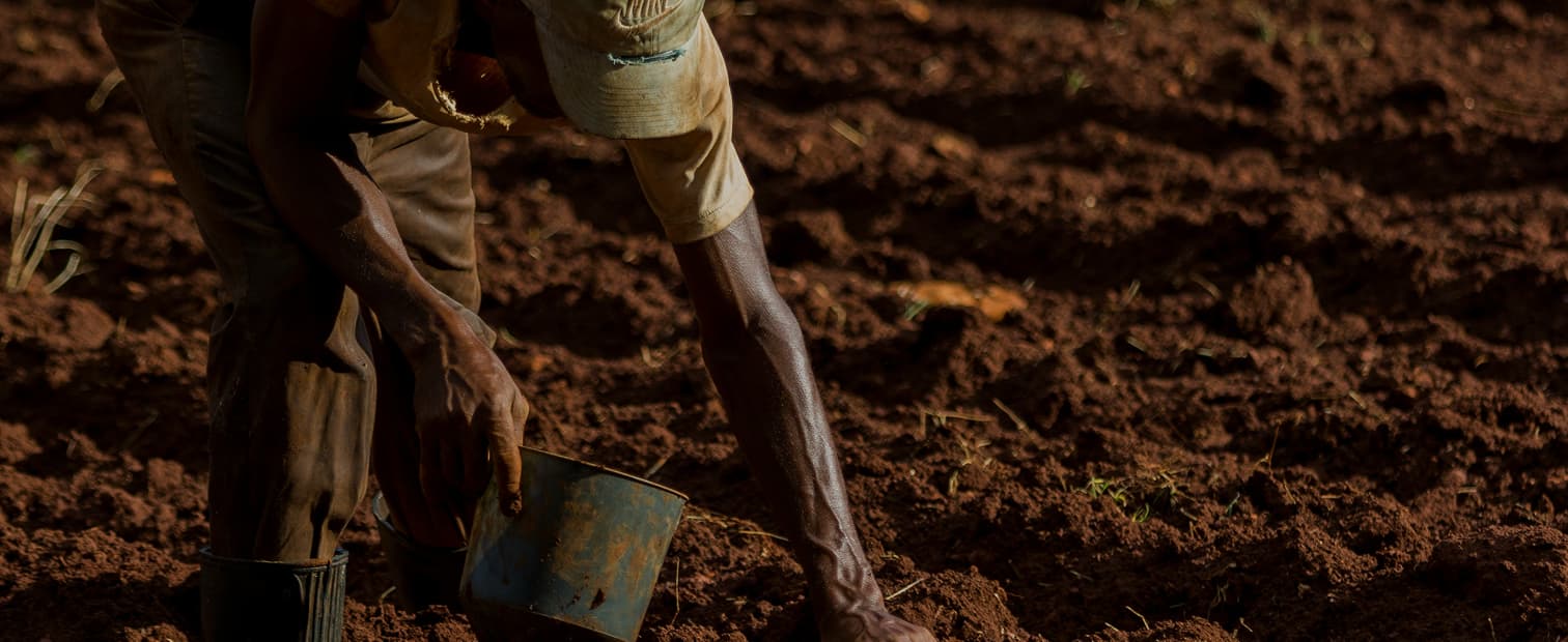 African organic agriculture landscape